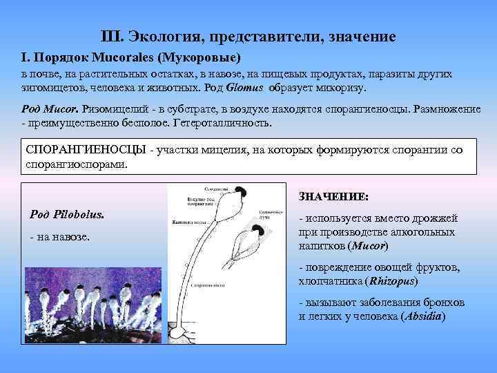 Порядок смысл. Представитель гриба в отделе Зигомикота. Отдел Зигомикота характеристика. Значение зигомицетов. Представители зигомицетов.