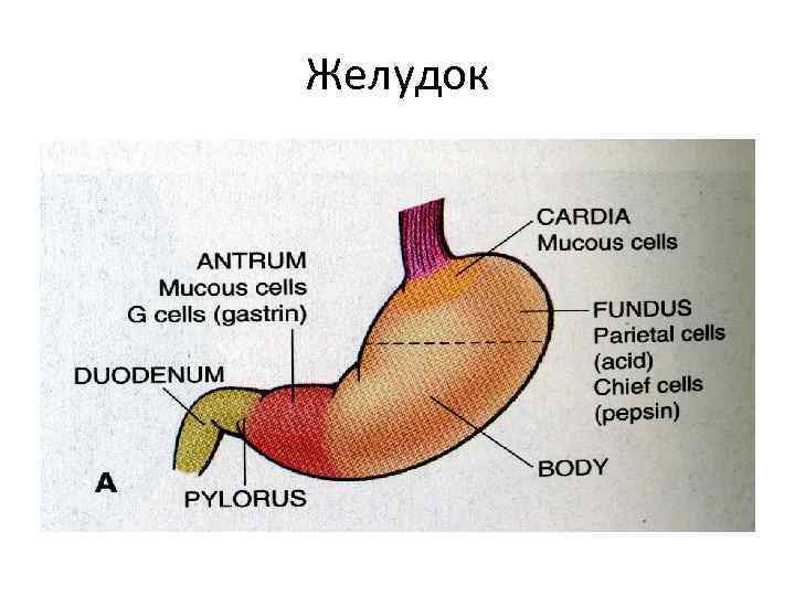 Желудок 