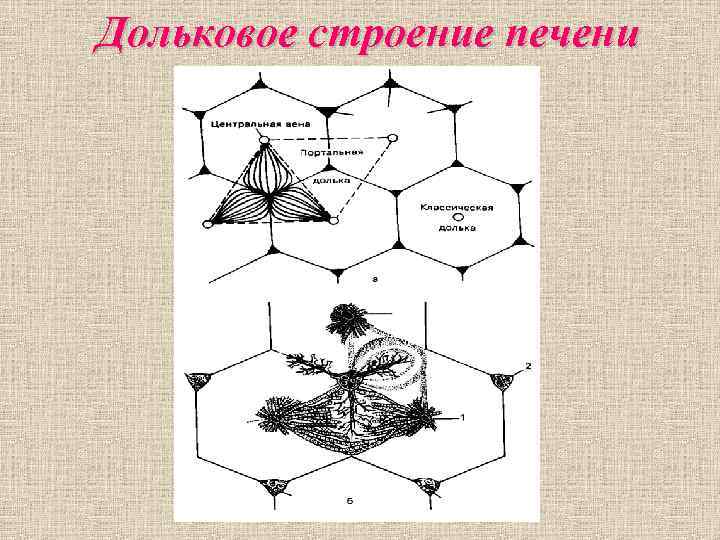 Дольковое строение печени Дольковое строение печени