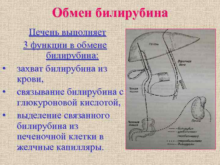 Обмен билирубина Печень выполняет 3 функции в обмене билирубина: Обмен билирубина Печень выполняет 3 функции в обмене билирубина: