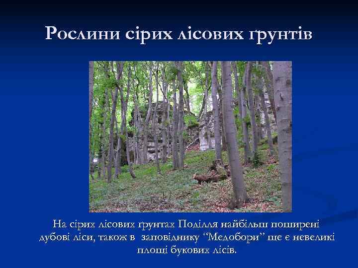  Рослини сірих лісових ґрунтів  На сірих лісових ґрунтах Поділля найбільш поширені дубові