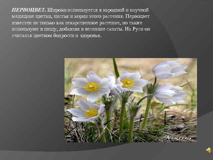 ПЕРВОЦВЕТ. Широко используется в народной и научной медицине цветки, листья и корни этого растения.