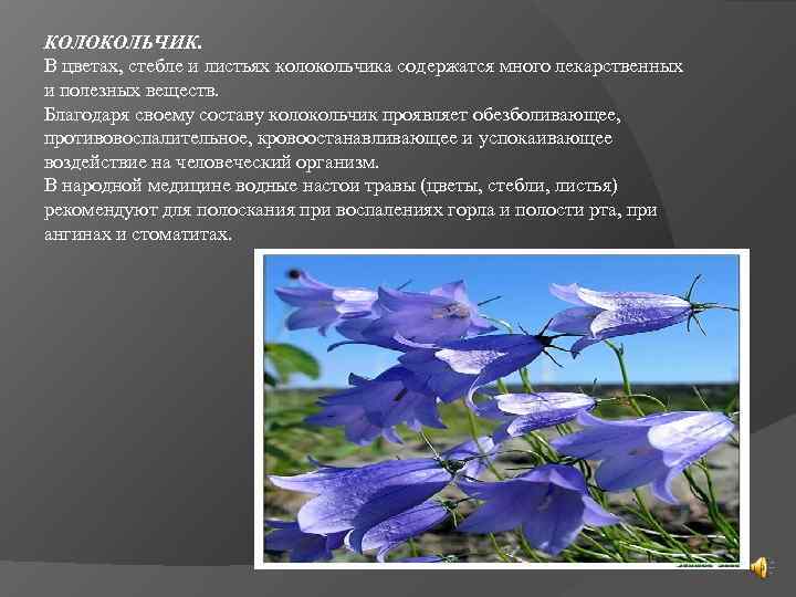 КОЛОКОЛЬЧИК.  В цветах, стебле и листьях колокольчика содержатся много лекарственных и полезных веществ.