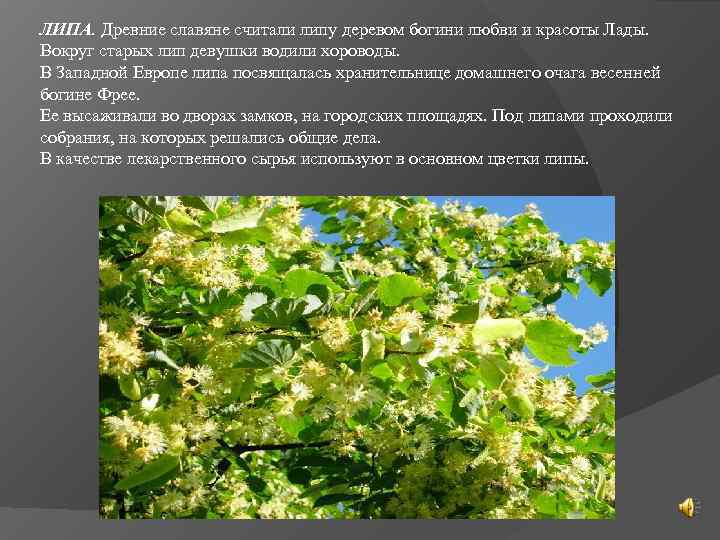 ЛИПА. Древние славяне считали липу деревом богини любви и красоты Лады.  Вокруг старых