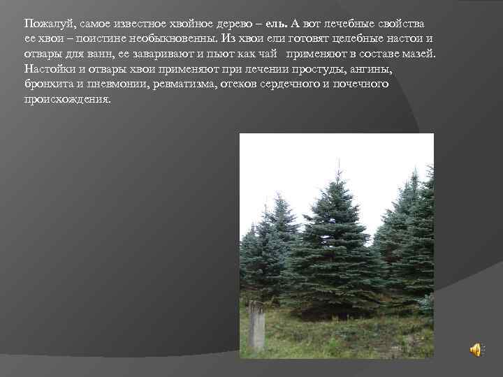 Пожалуй, самое известное хвойное дерево – ель. А вот лечебные свойства ее хвои –