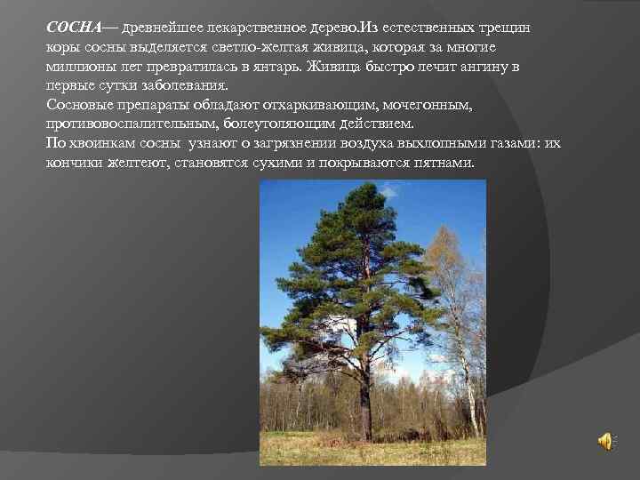 СОСНА— древнейшее лекарственное дерево. Из естественных трещин коры сосны выделяется светло-желтая живица, которая за
