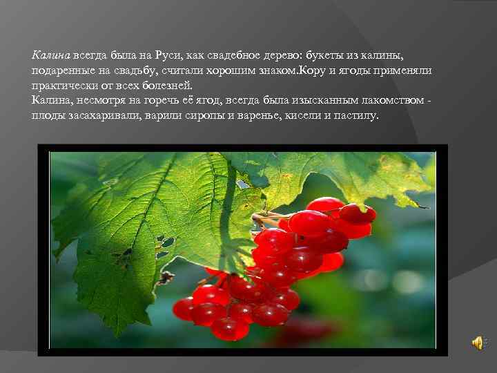 Калина всегда была на Руси, как свадебное дерево: букеты из калины,  подаренные на