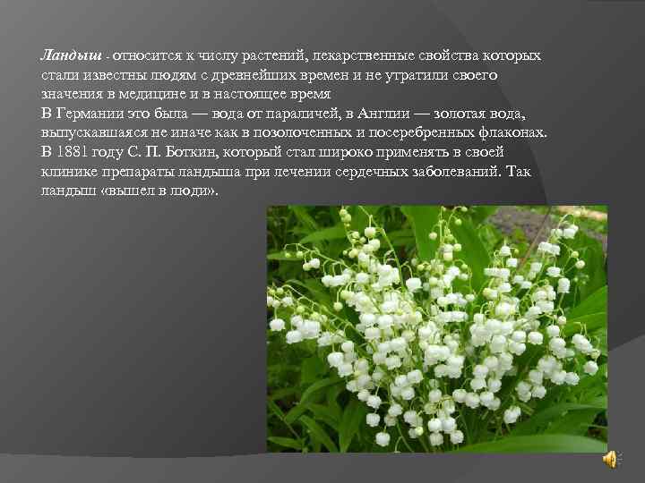 Ландыш - относится к числу растений, лекарственные свойства которых стали известны людям с древнейших