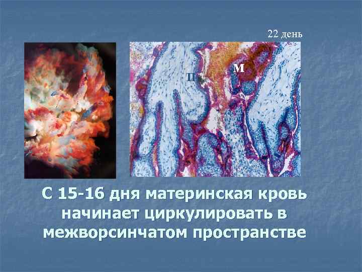     22 день   П     м