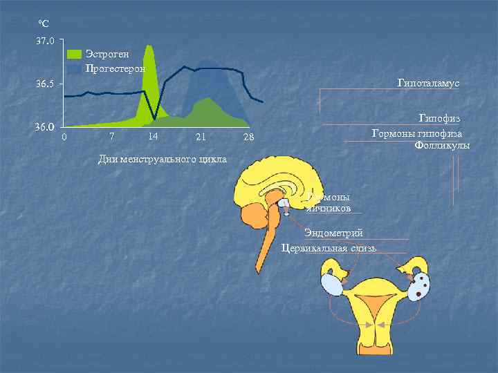 °C 37. 0  Эстроген  Прогестерон 36. 5     