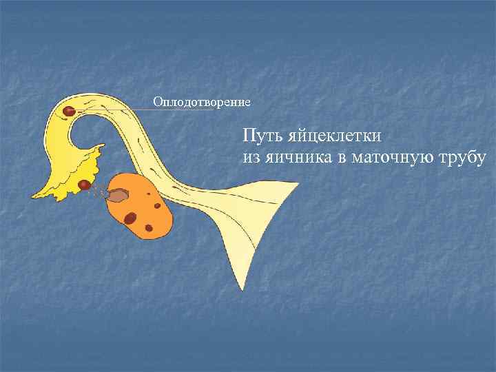 Оплодотворение   Путь яйцеклетки   из яичника в маточную трубу 