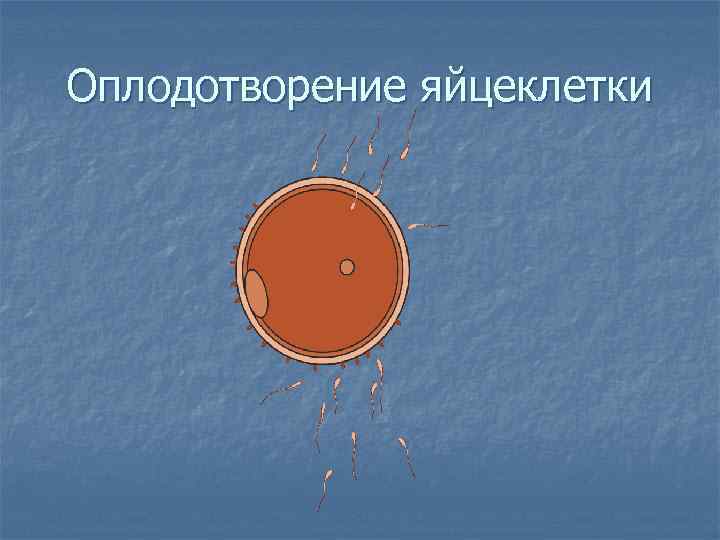 Оплодотворение яйцеклетки 