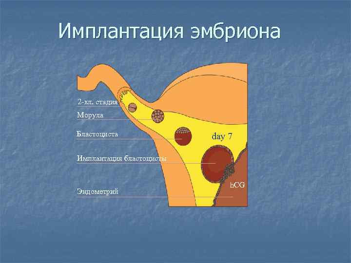 Имплантация эмбриона  2 -кл. стадия Морула  Бластоциста    day 7
