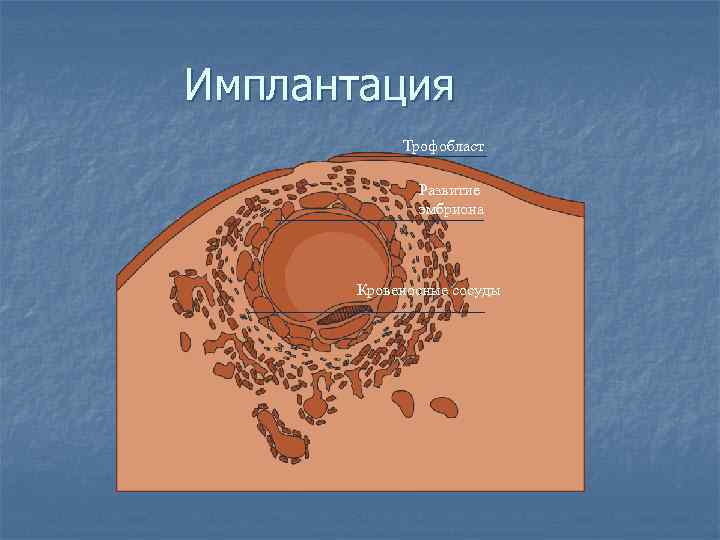 Трофобласт это. Трофобласт. Строение трофобласта. Трофобласт состоит из. Первичный трофобласт.