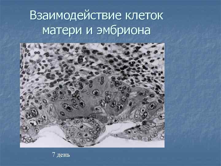 Взаимодействие клеток  матери и эмбриона  7 день 