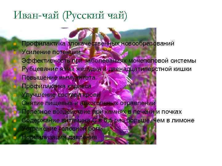 Иван-чай (Русский чай) n  Профилактика злокачественных новообразований n  Усиление потенции n 