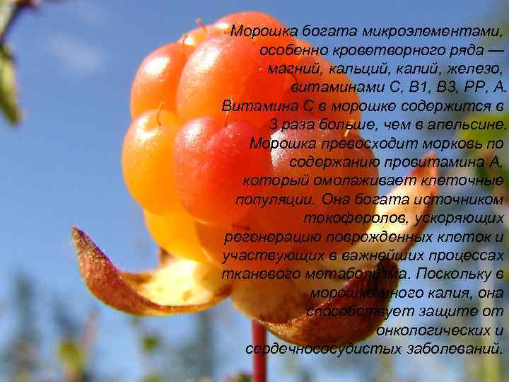  Морошка богата микроэлементами,  особенно кроветворного ряда —  магний, кальций, калий, железо,