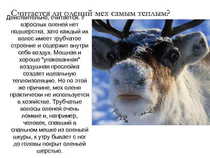  Считается ли олений мех самым теплым? Действительно, считается. У  взрослых оленей нет