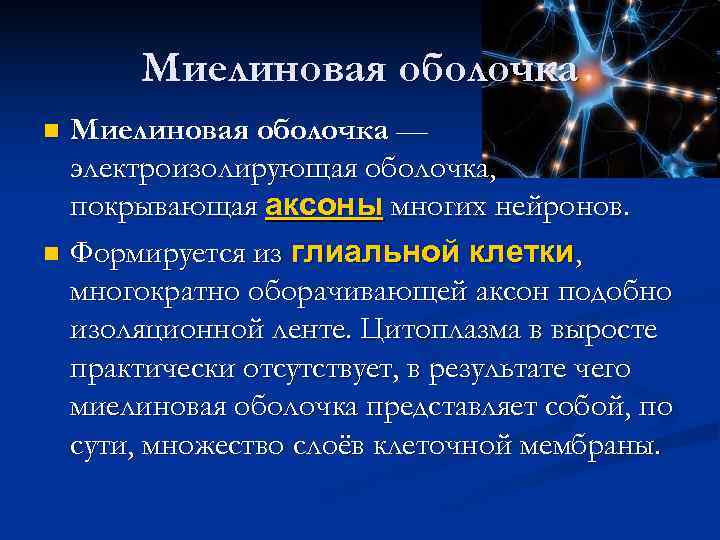  Миелиновая оболочка n Миелиновая оболочка —  электроизолирующая оболочка,  покрывающая аксоны многих