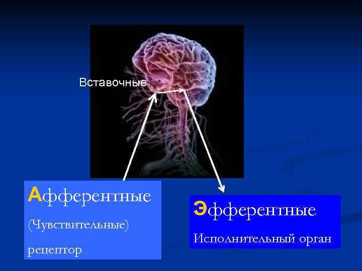   Вставочные Афферентные     Эфферентные (Чувствительные)    