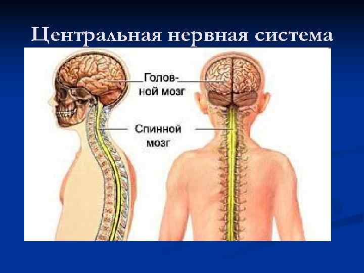Центральная нервная система 