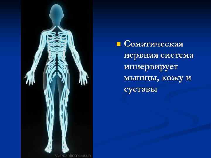 n  Соматическая нервная система иннервирует мышцы, кожу и суставы 