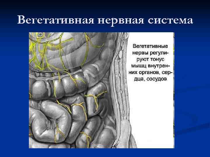 Вегетативная нервная система 