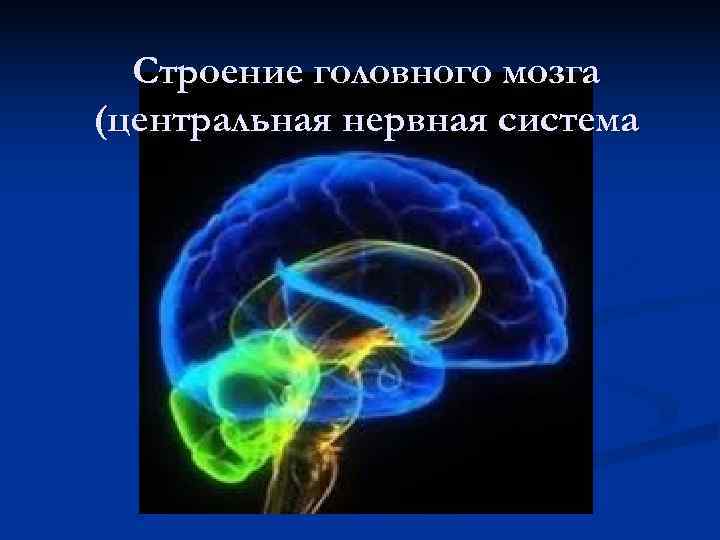  Строение головного мозга (центральная нервная система 