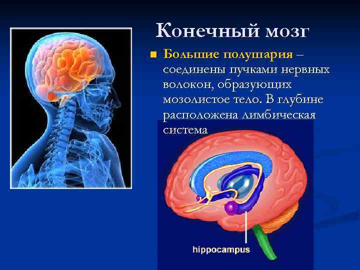 Конечный мозг n  Большие полушария – соединены пучками нервных волокон, образующих мозолистое тело.