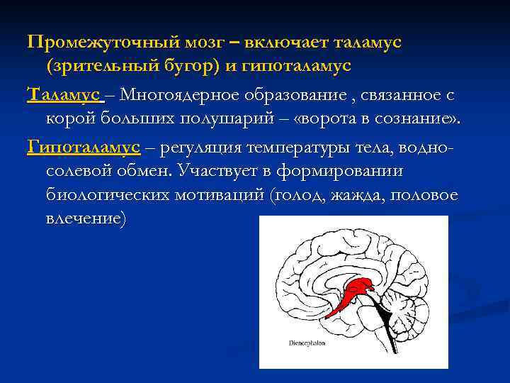 Промежуточный мозг – включает таламус  (зрительный бугор) и гипоталамус Таламус – Многоядерное образование