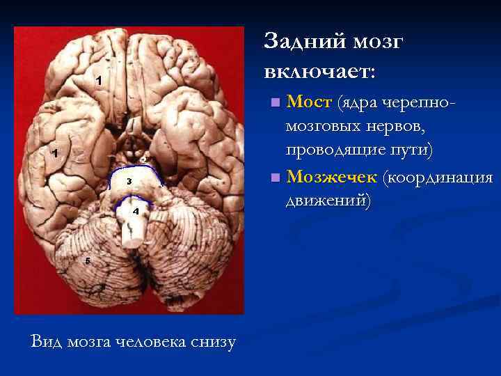       Задний мозг      включает: