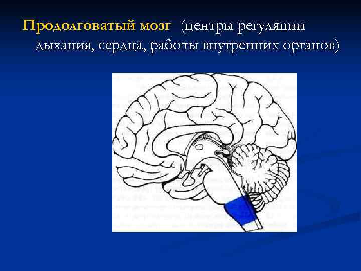 Продолговатый мозг (центры регуляции дыхания, сердца, работы внутренних органов) 