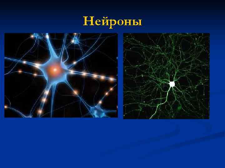 Нейроны 