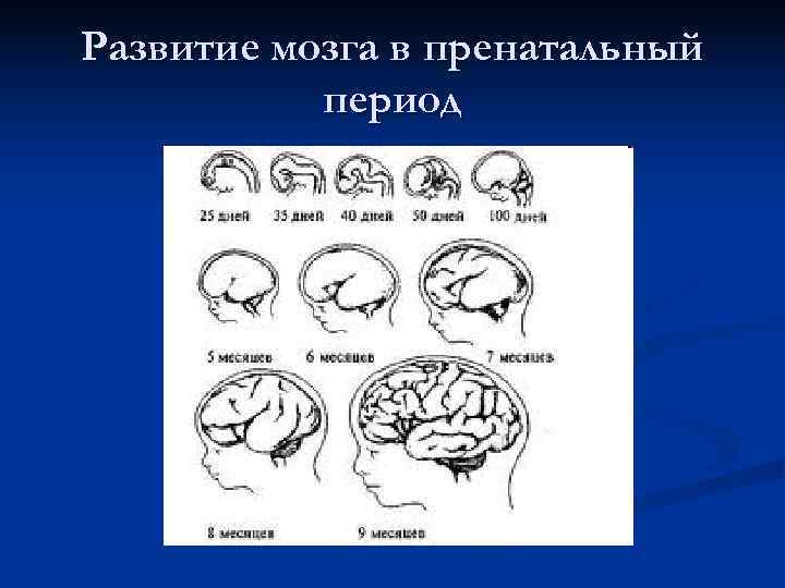 Развитие мозга в пренатальный  период 