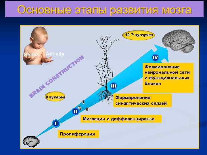 Основные этапы развития мозга     10 15 synapses Genes  Activity