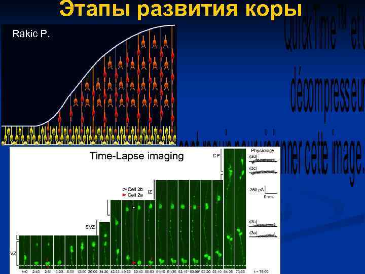   Этапы развития коры Rakic P. Kriegstein et al. 