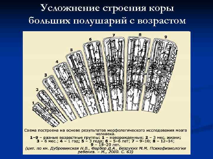  Усложнение строения коры больших полушарий с возрастом 