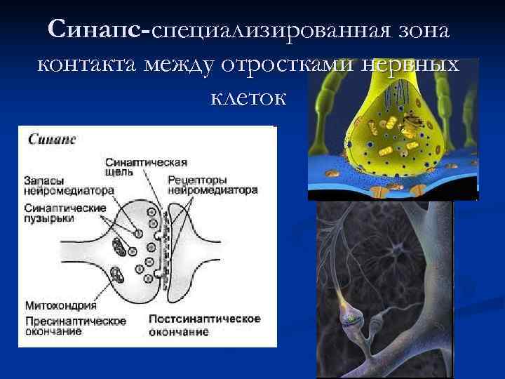  Синапс-специализированная зона контакта между отростками нервных    клеток 