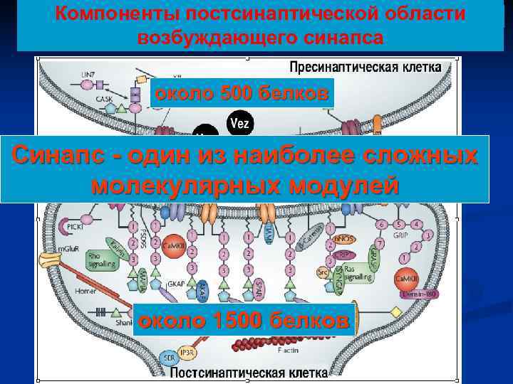  Многообразие белков, постсинаптической области Компоненты обеспечивающих синаприческую передачу   возбуждающего синапса 