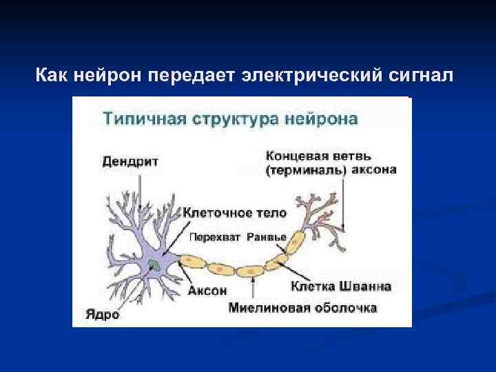 Как нейрон передает электрический сигнал 