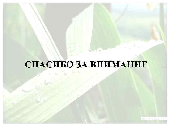 СПАСИБО ЗА ВНИМАНИЕ 