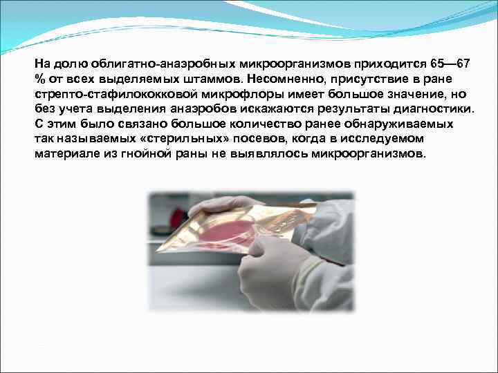 На долю облигатно-анаэробных микроорганизмов приходится 65— 67 % от всех выделяемых штаммов. Несомненно, присутствие