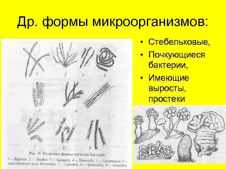 Др. формы микроорганизмов:    • Стебельковые,    • Почкующиеся 