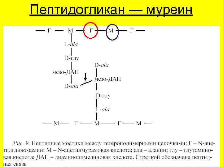 Пептидогликан — муреин 