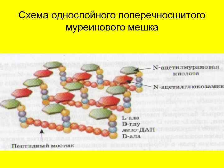 Схема однослойного поперечносшитого   муреинового мешка 