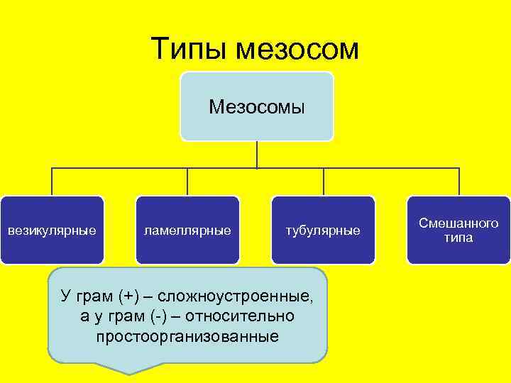   Типы мезосом     Мезосомы    