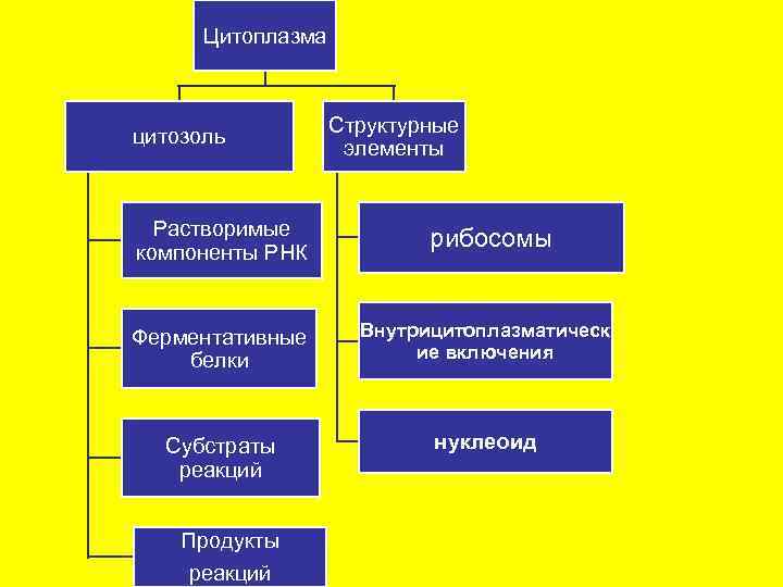  Цитоплазма    Структурные цитозоль     элементы Растворимые 