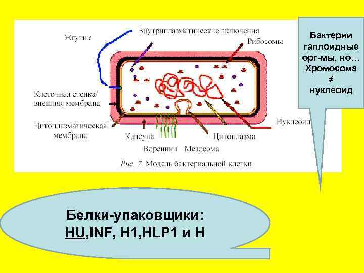     Бактерии    гаплоидные    орг-мы, но…