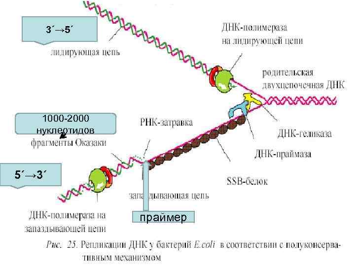   3΄→ 5΄   1000 -2000  нуклеотидов  5΄→ 3΄ 