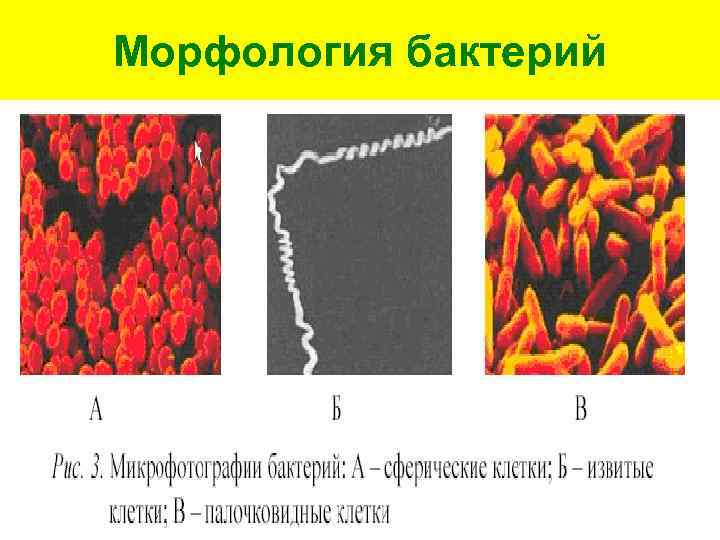 Морфология бактерий 
